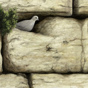 יונה בין אבני הכותל The dove between the Western Wall stones